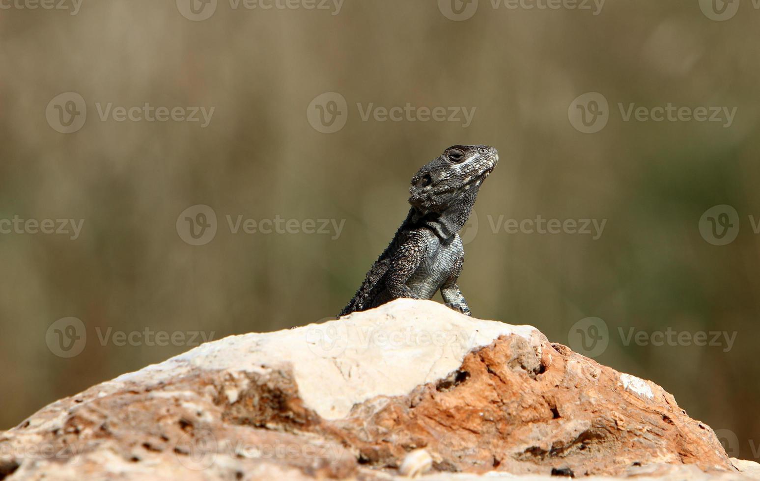 The lizard sits on a stone in a city park by the sea. photo