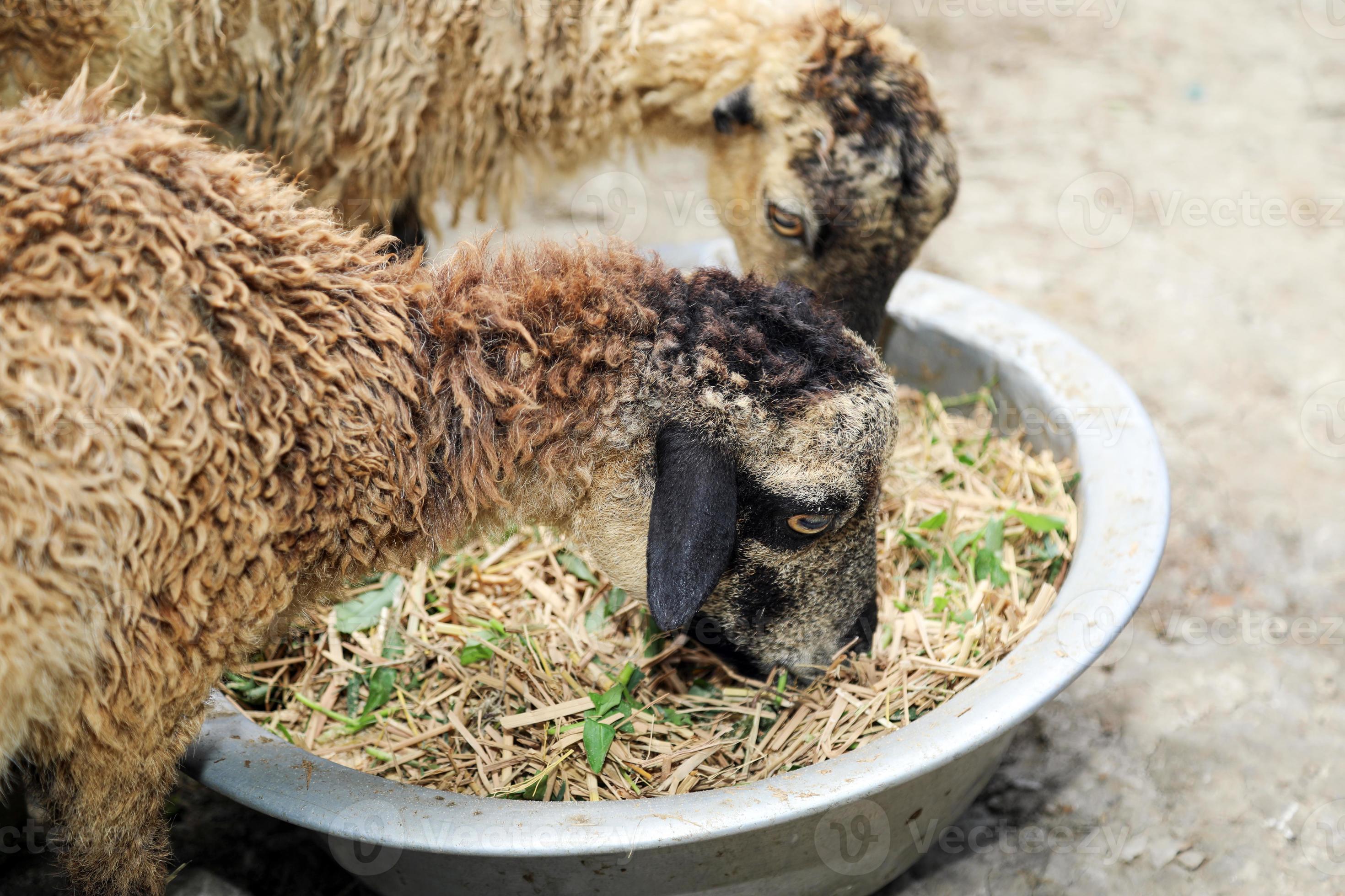 Sheep eating straw and green leaves mixed in a bowl as an organic feed