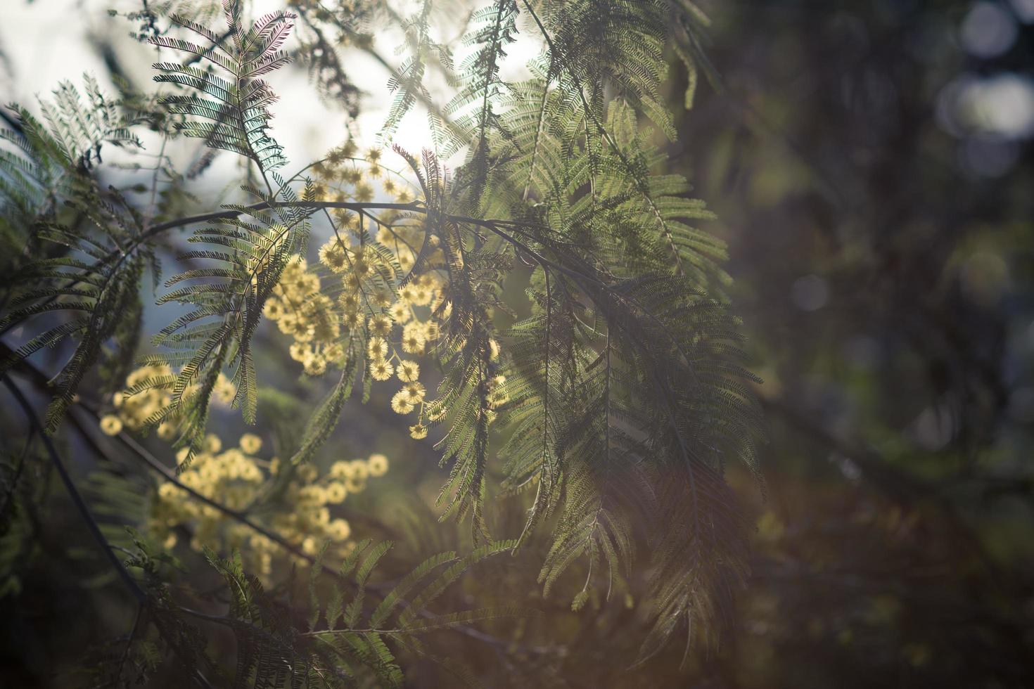 the flowers and leaves of acacia silver in the backlight photo