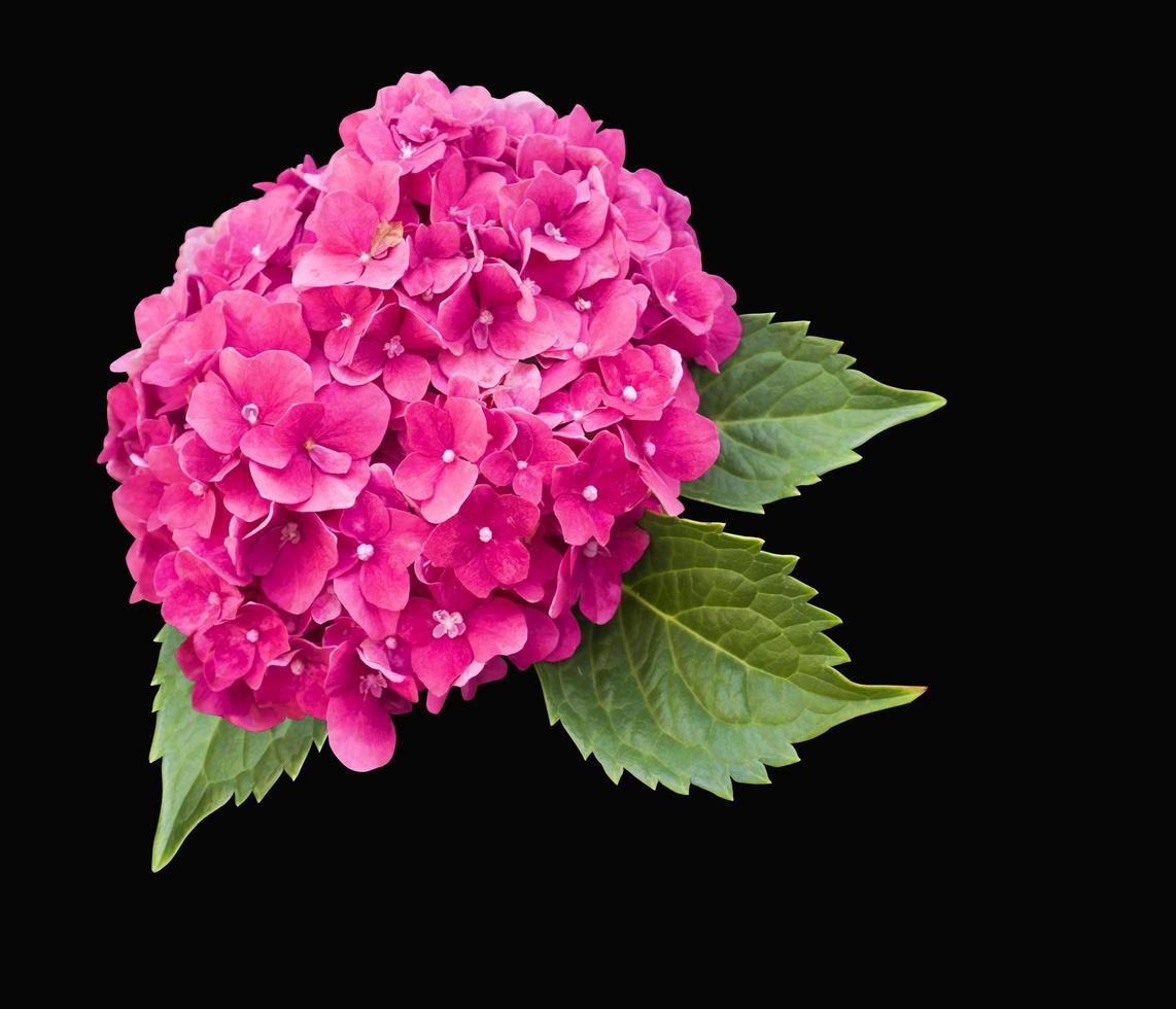 pink hydrangea flower on black isolated background. photo