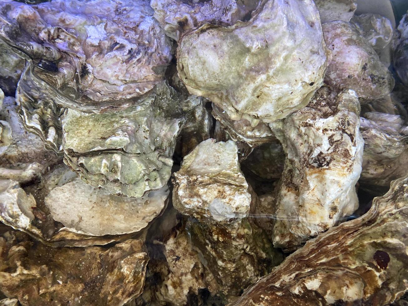 Cockles clams mollusk shell seafood full frame background photo