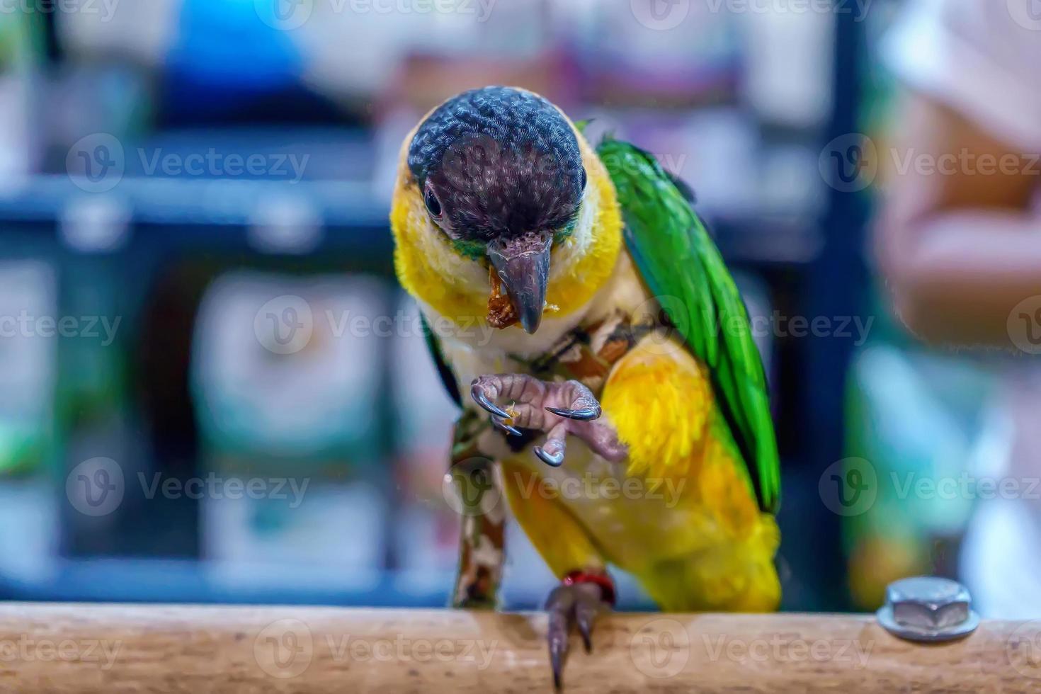 Parrots have many species photo