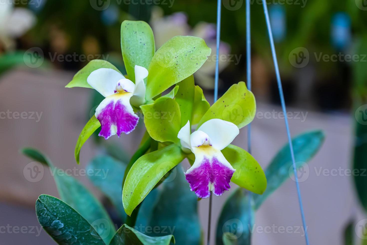 Cattleya orchids bloom on a nature background. 10618061 Stock Photo at
