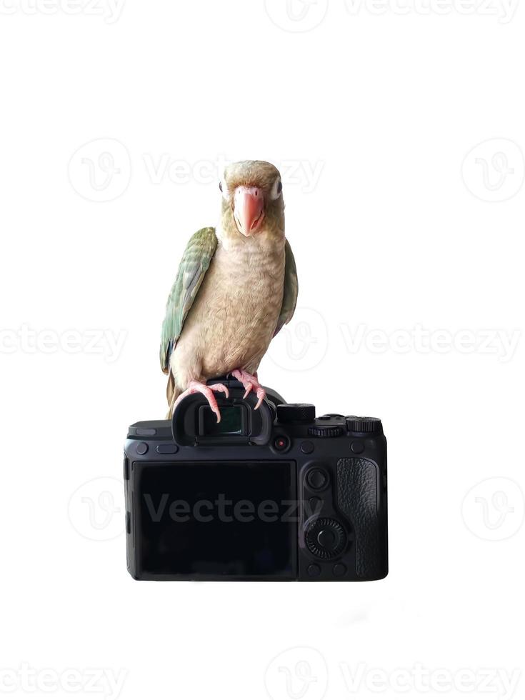 Green-cheeked parakeet standing on camera isolated on a white background. photo