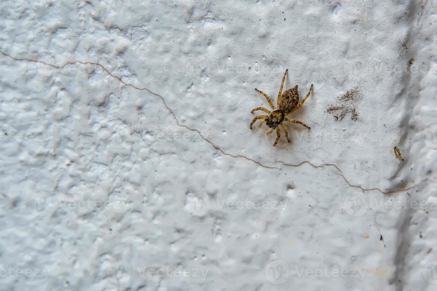 Spider on wall photo