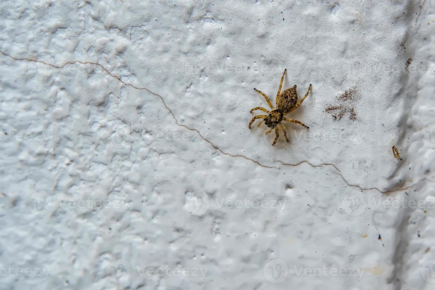 araña en la pared foto