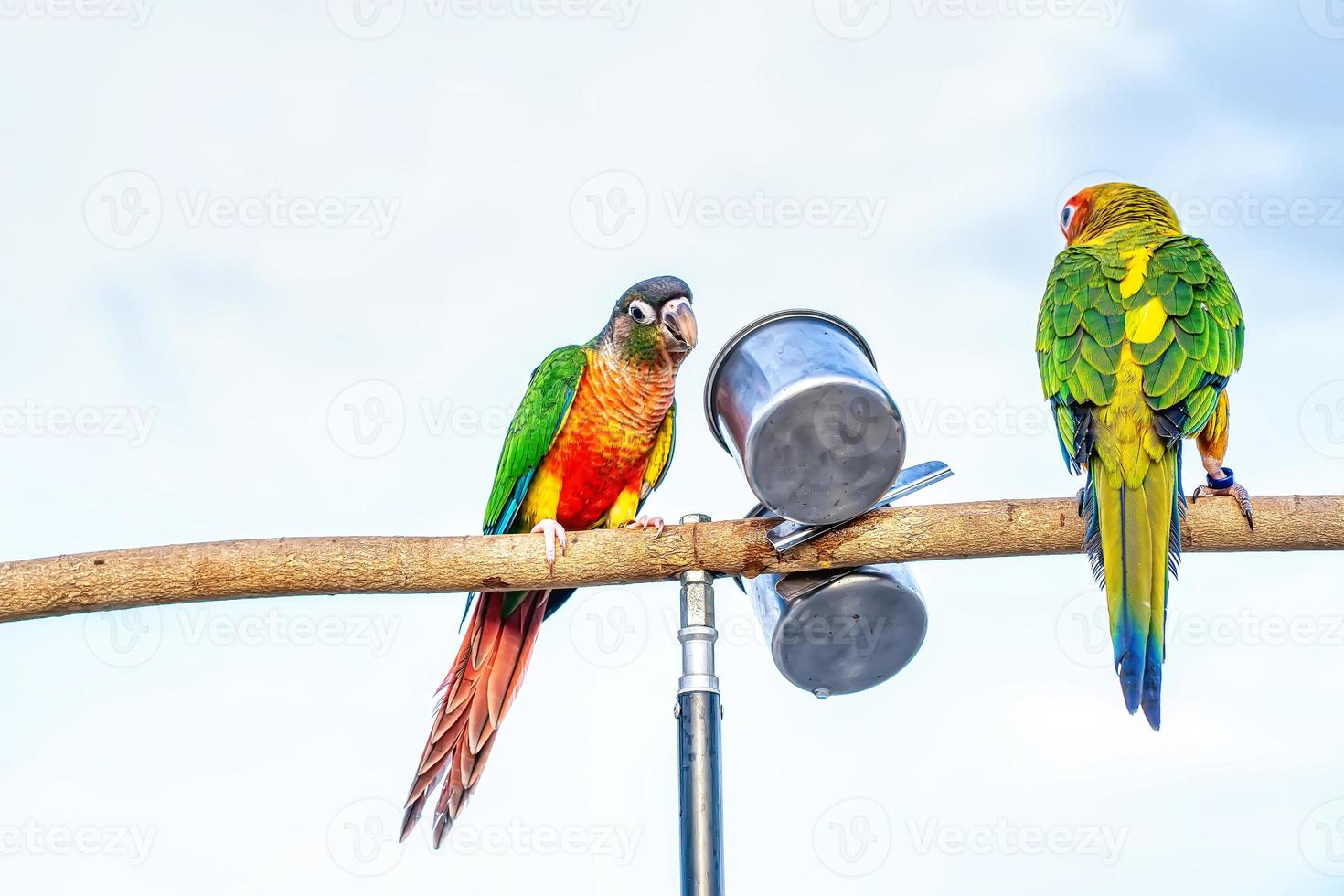 loro posado en una rama foto