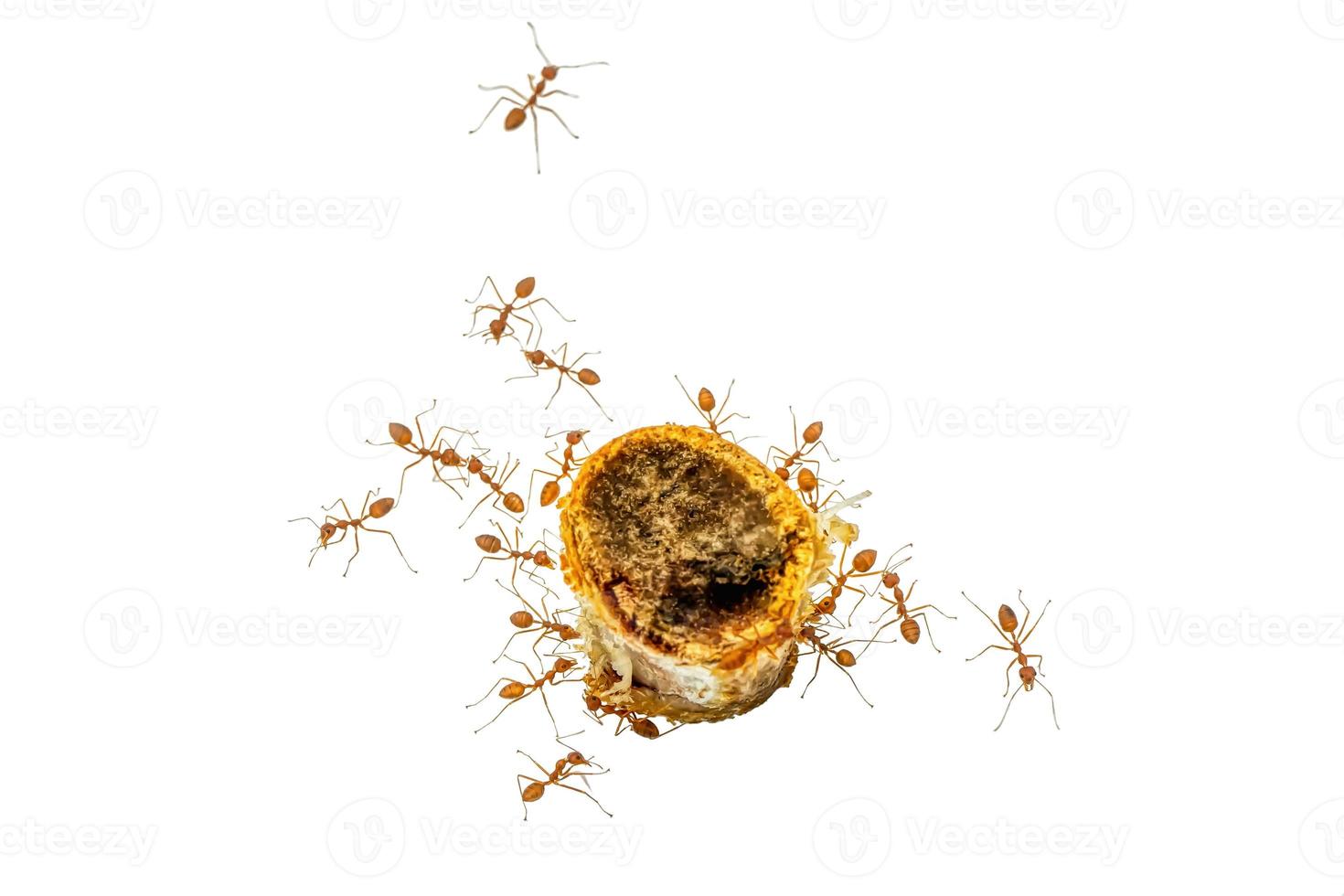 Many ants eating pork photo