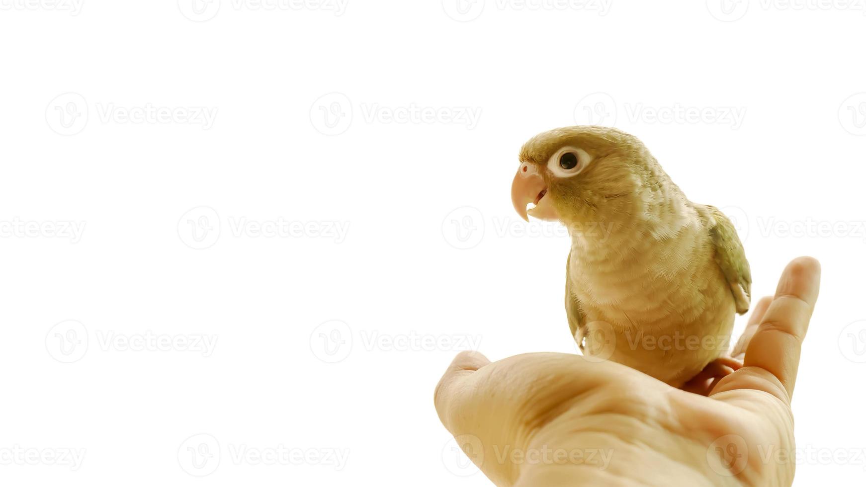 periquito de mejillas verdes o conure de mejillas verdes en las manos de los hombres. foto