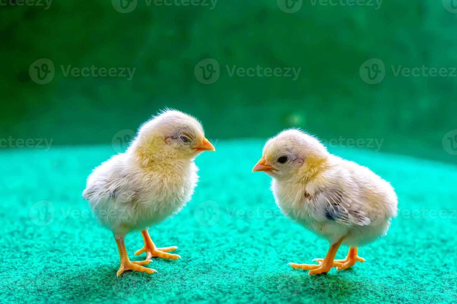 The yellow chicks photo