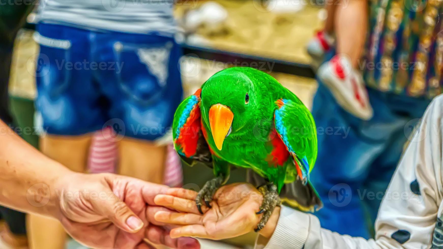 loro eclectus en la mano. el pájaro es una mascota popular en tailandia. foto