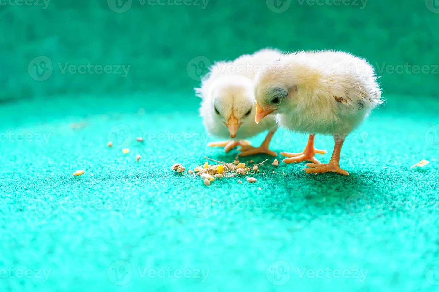 The yellow chicks photo