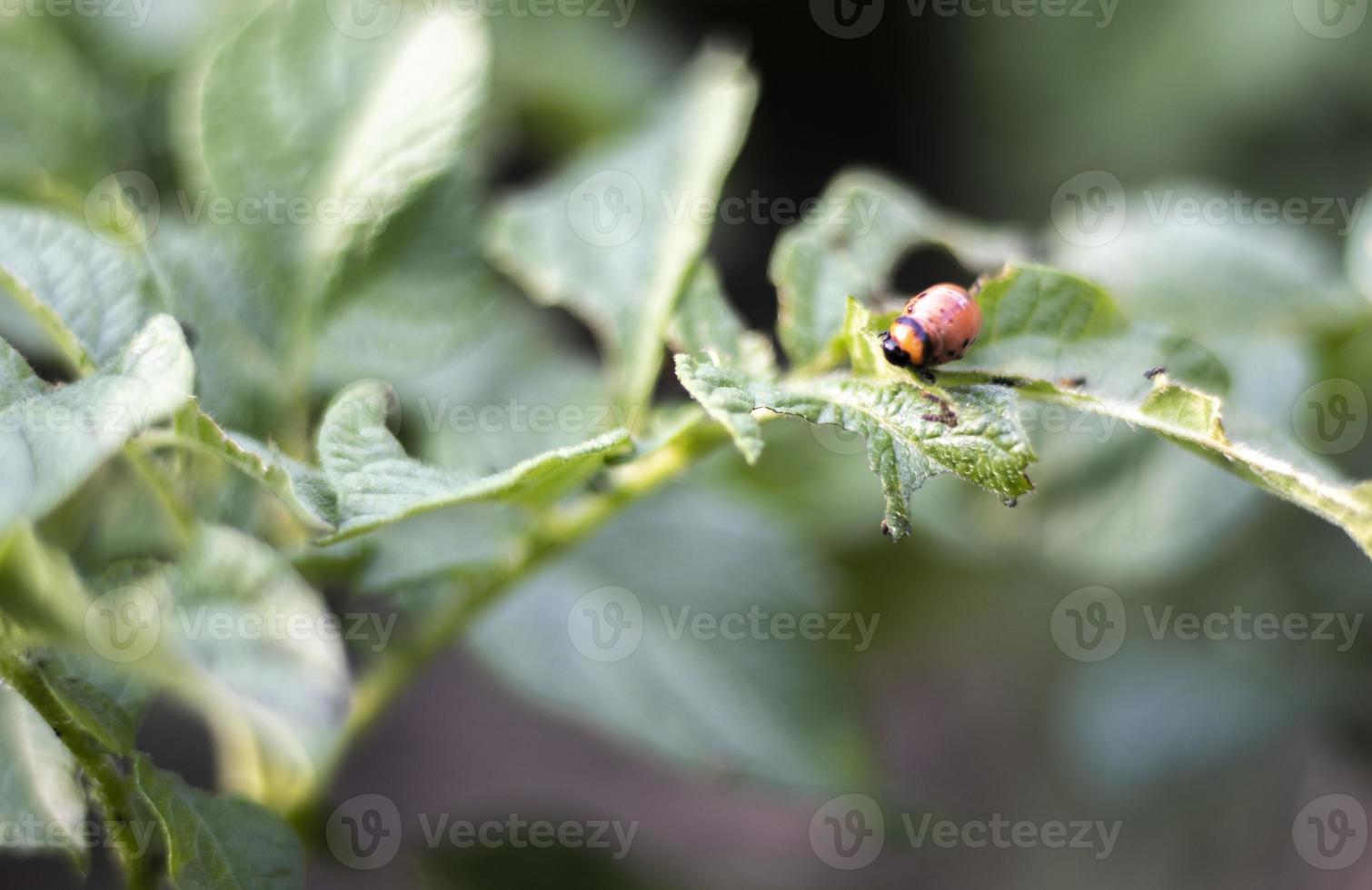 Close-up of a Colorado striped beetle larva on damaged potato leaves. Leptinotarsa Decemlineata. Serious potato pest in garden sunlight. The larvae of the Colorado potato parasite eat the leaves. photo