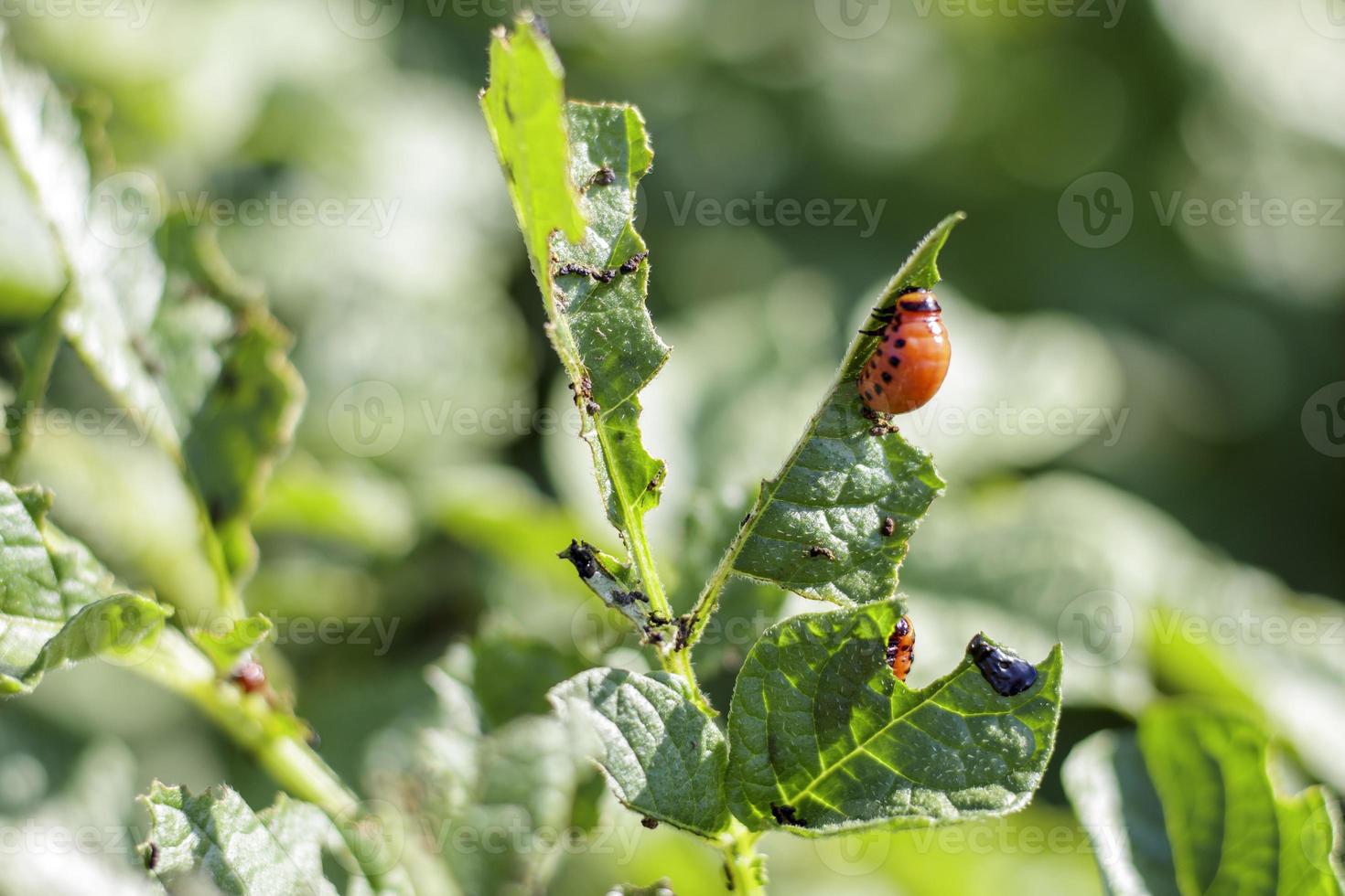 la larva del escarabajo colorado en las hojas de papa destruye las plantas de papa y causa grandes daños a las granjas. enfoque selectivo. leptinotarsa decemlineata en una hoja. plaga peligrosa para la agricultura. foto