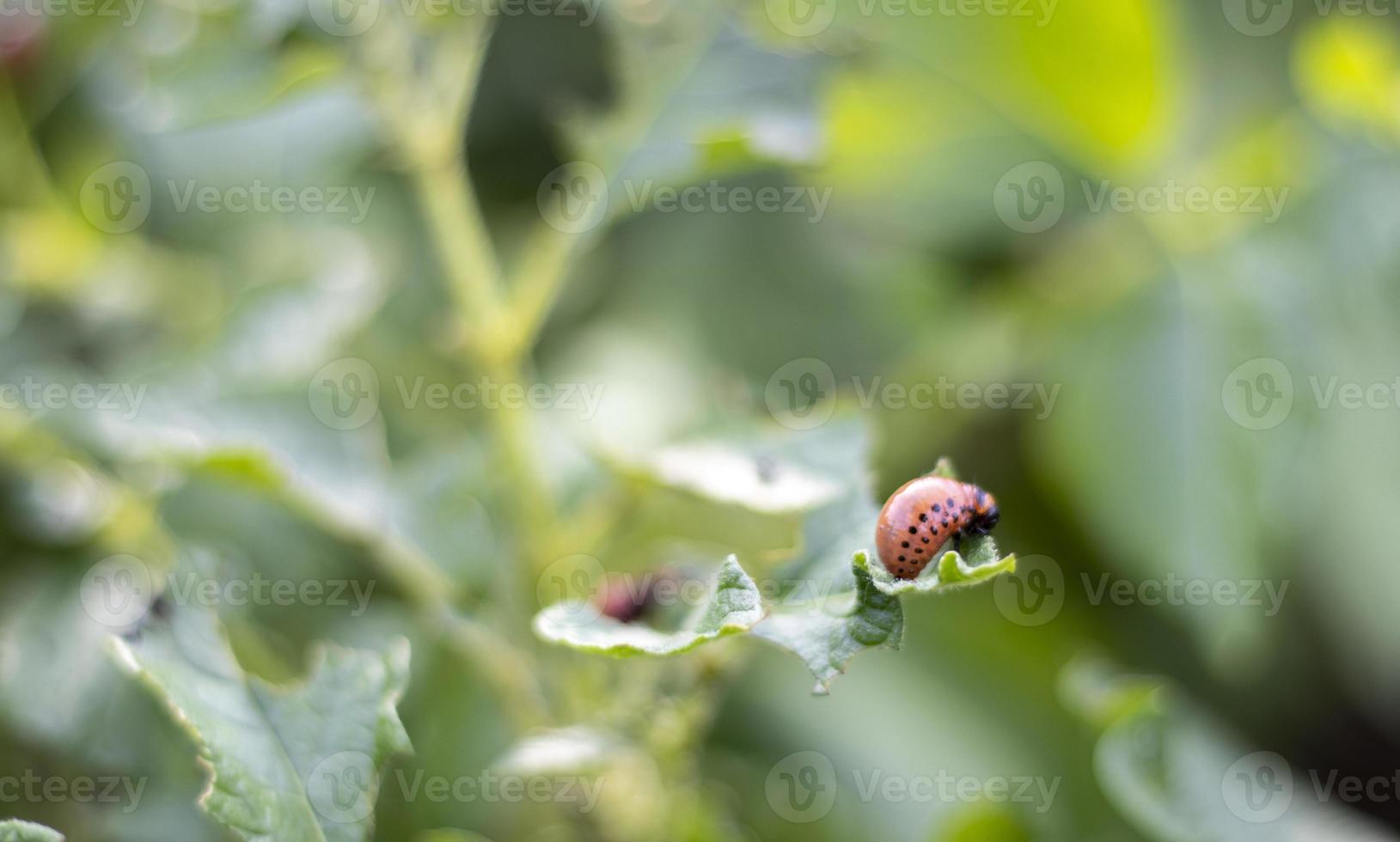 The Colorado beetle larva on potato leaves destroys potato plants and causes great damage to farms. Selective focus. Leptinotarsa decemlineata on a leaf. Dangerous pest for agriculture. photo