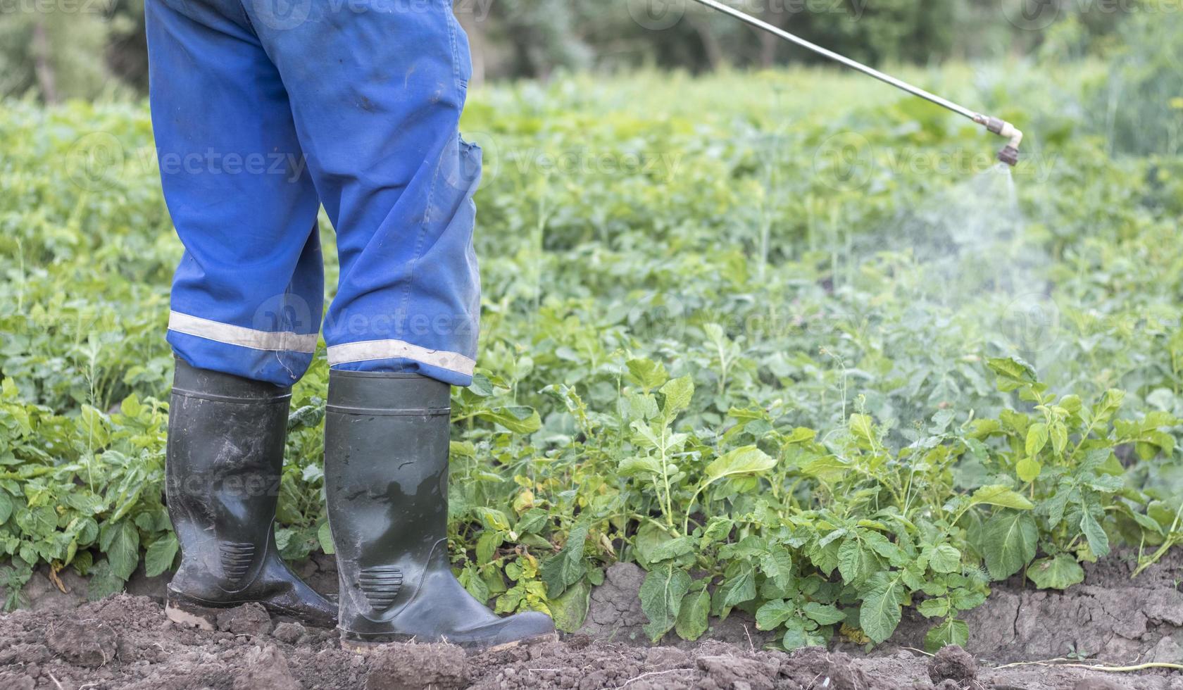 A farmer applying insecticides to his potato crop. Legs of a man in personal protective equipment for the application of pesticides. A man sprays potato bushes with a solution of copper sulphate. photo