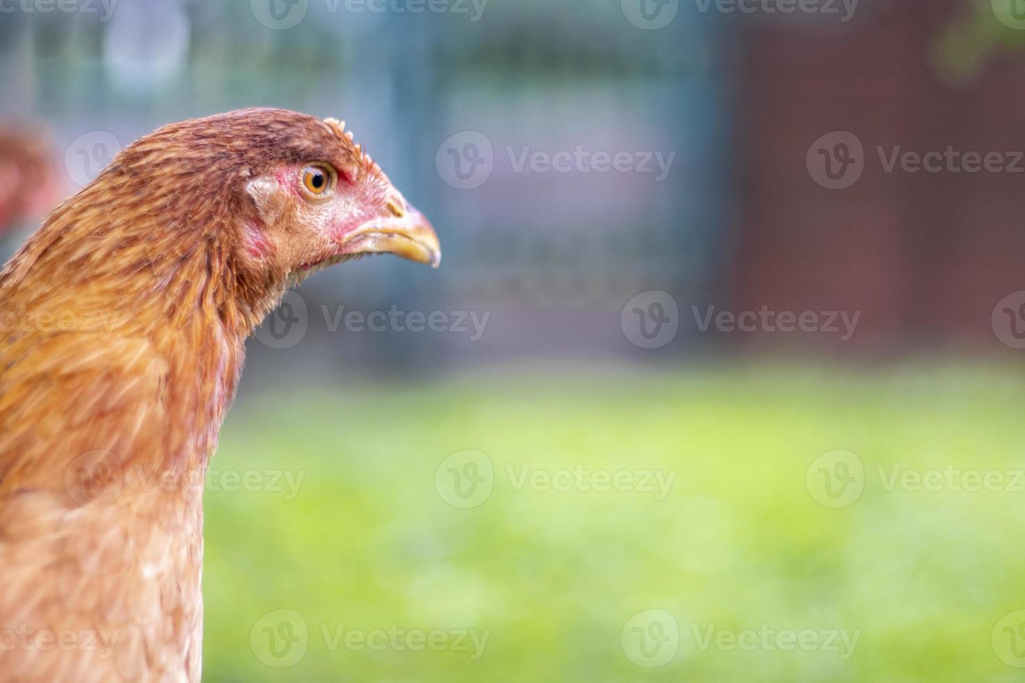 One little red chicken in the yard is looking for food to eat. Agricultural industry. Breeding chickens. Close-up of a red chicken in nature. Domestic birds on a free range farm. walking in the yard. photo