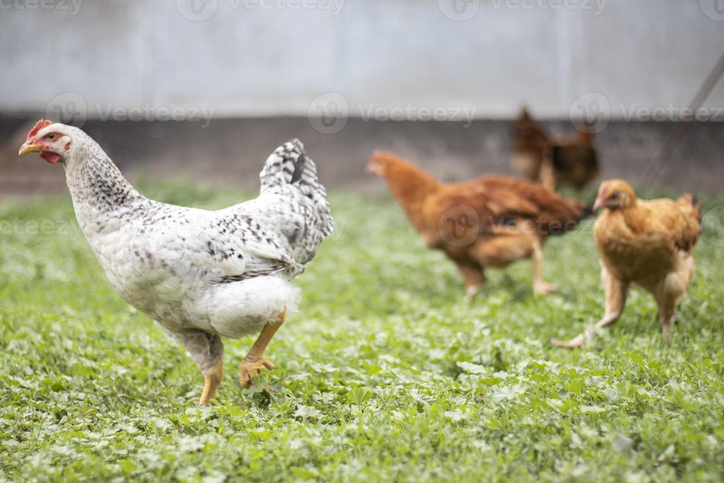 Chickens on the farm, poultry concept. White loose chicken outdoors. Funny bird on a bio farm. Domestic birds on a free range farm. Breeding chickens. Walk in the yard. Agricultural industry. photo