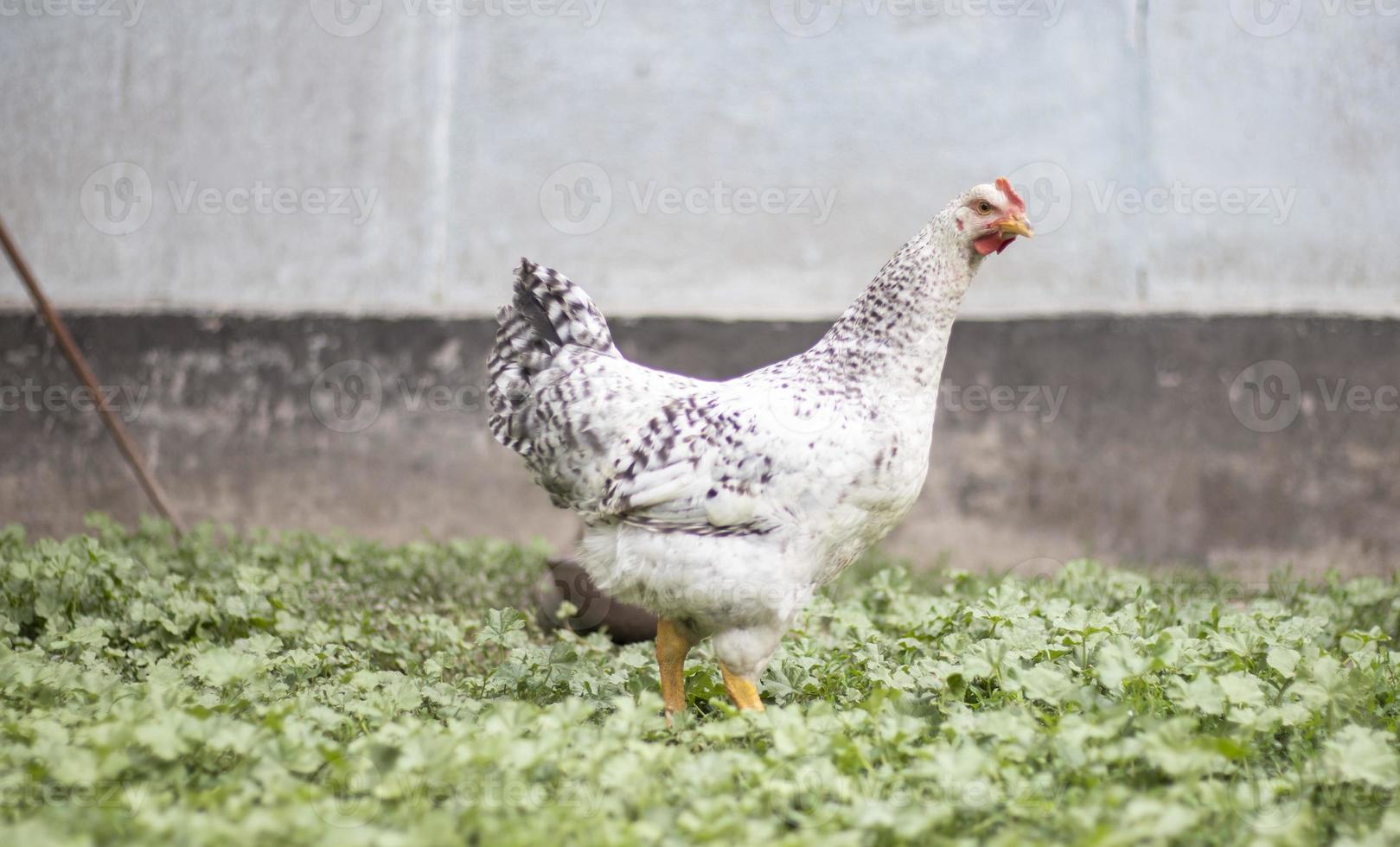 pollos en la granja, concepto de aves de corral. pollo blanco suelto al aire libre. pájaro gracioso en una granja biológica. aves domésticas en una granja de campo libre. cría de pollos. caminar en el patio. industria agrícola foto