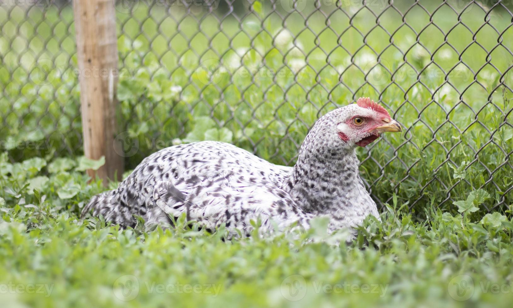Chickens on the farm, poultry concept. White loose chicken outdoors. Funny bird on a bio farm. Domestic birds on a free range farm. Breeding chickens. Walk in the yard. Agricultural industry. photo