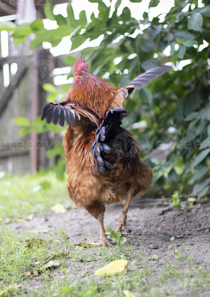 A large rooster with a red tuft in the village. Young Red Cockerel Rhode Island Red Barnyard Mix. A beautiful photo of a Rhode Island orange feathered rooster on a small farm. Multicolored feathers.