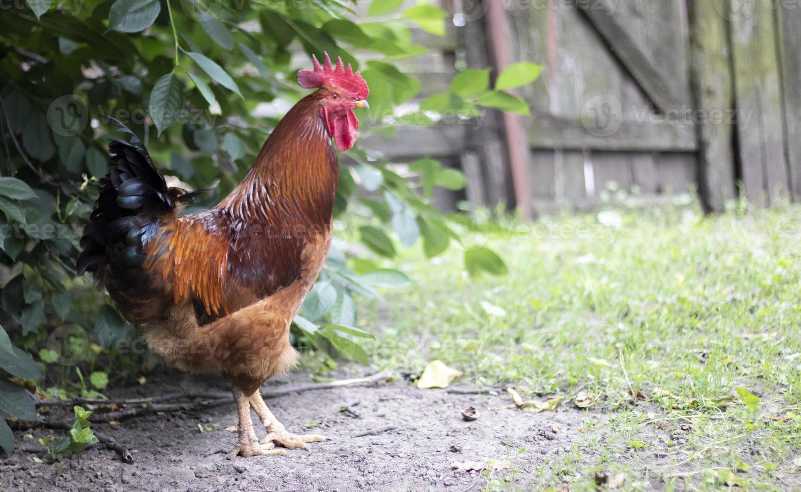 un gallo grande con un mechón rojo en el pueblo. joven gallo rojo rhode island mezcla de corral rojo. una hermosa foto de un gallo de plumas naranjas de rhode island en una pequeña granja. plumas multicolores.