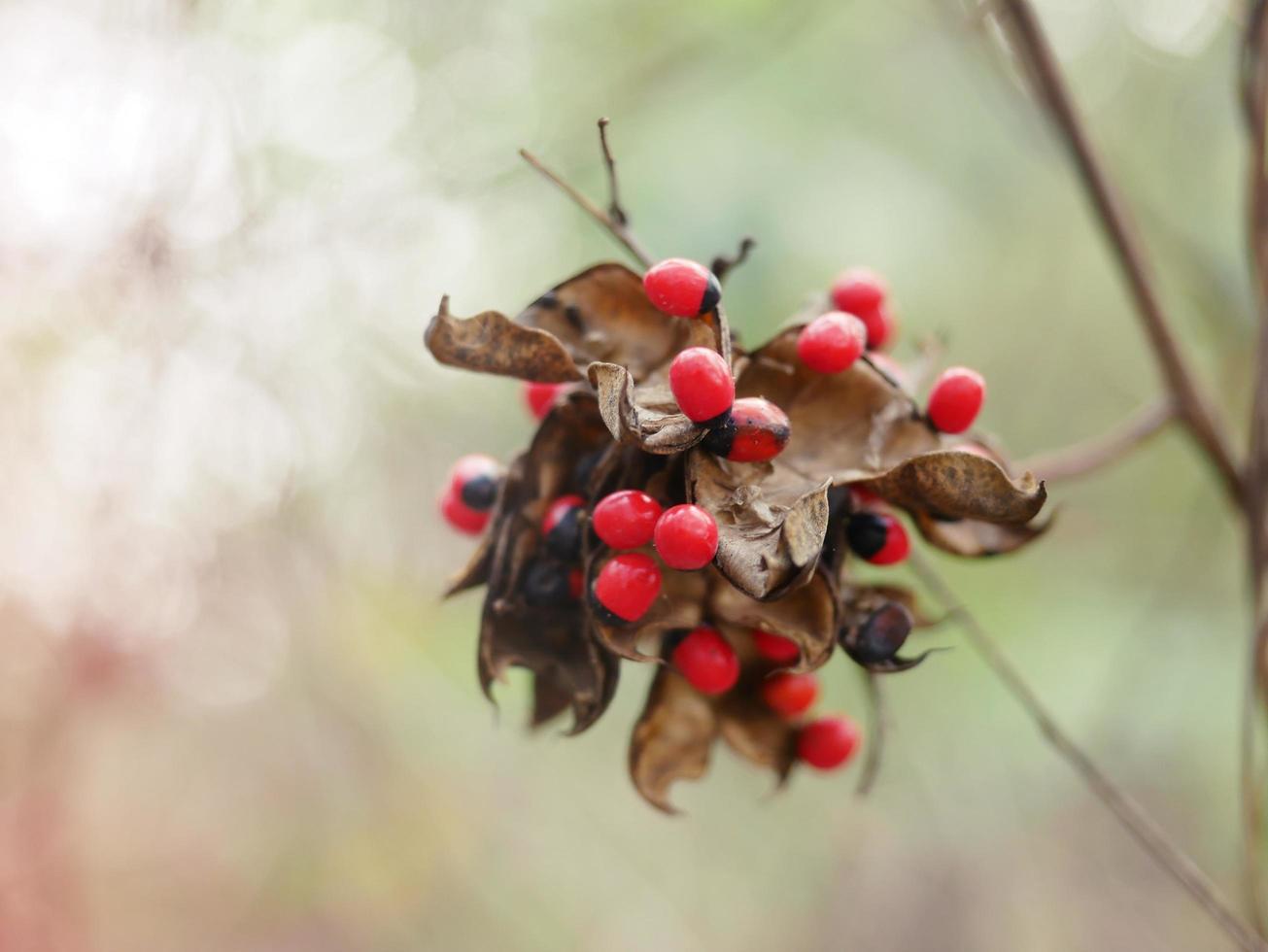 Abrus precatorius with a bright red ball, a small red seed that resembles a rosary or bead. photo