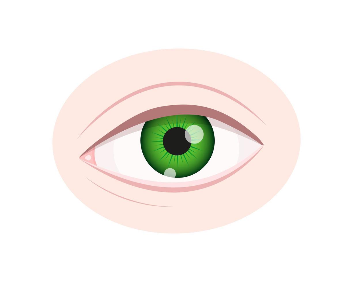 Human eye closeup isolated on white background. Healthy organ of vision with green iris, pupil, sclera, lacrimal canaliculi and eyelids vector