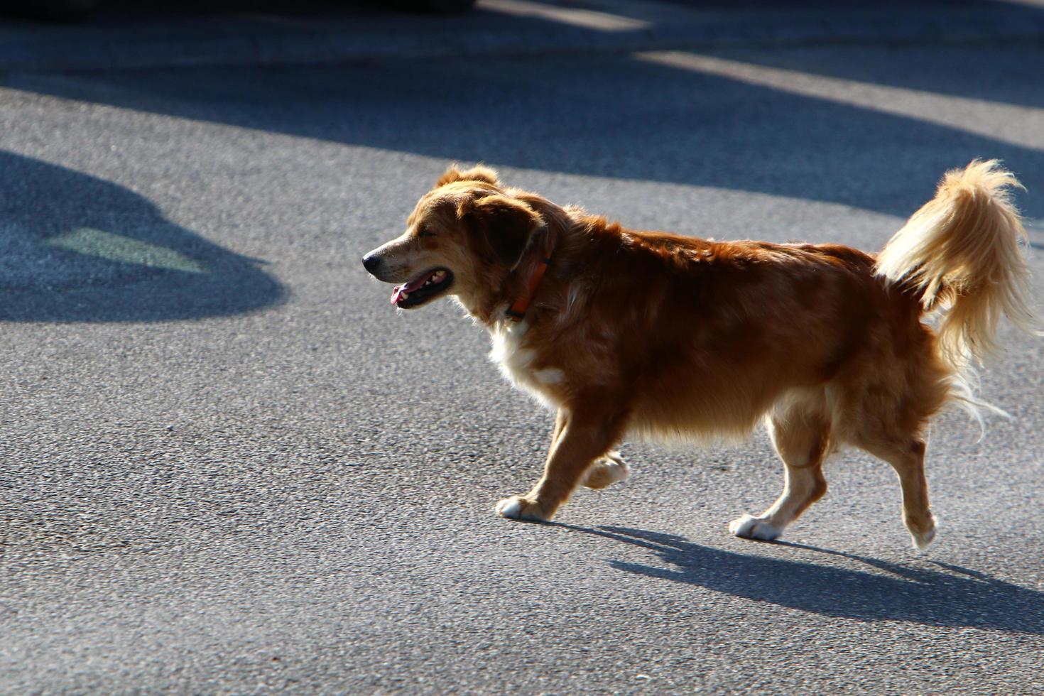 Nahariya Israel October 14, 2019. Dog on a walk in a city guy by the sea. photo