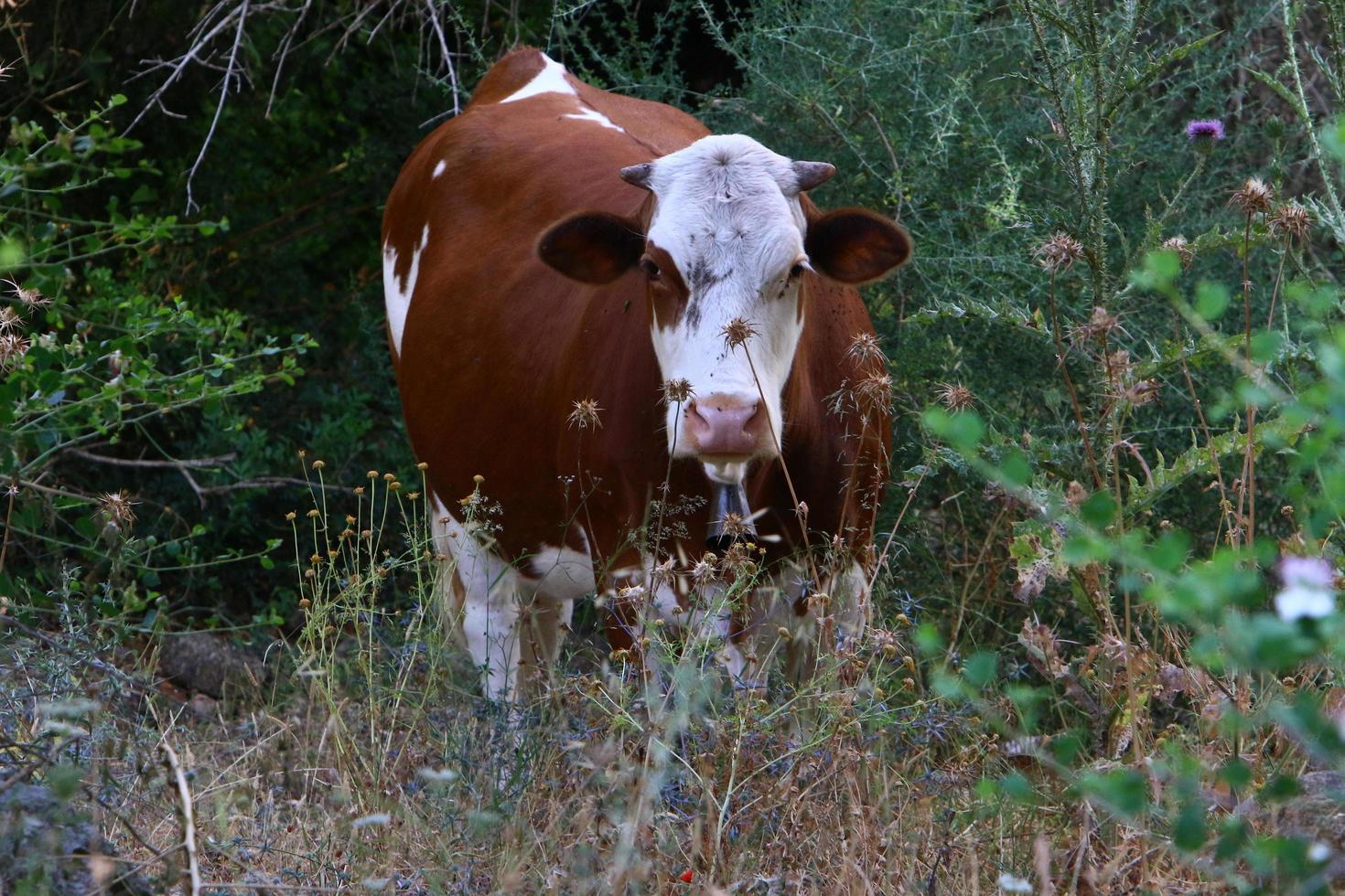 Nahariya Israel April 17, 2020. A herd of cows is grazing in a forest clearing. photo