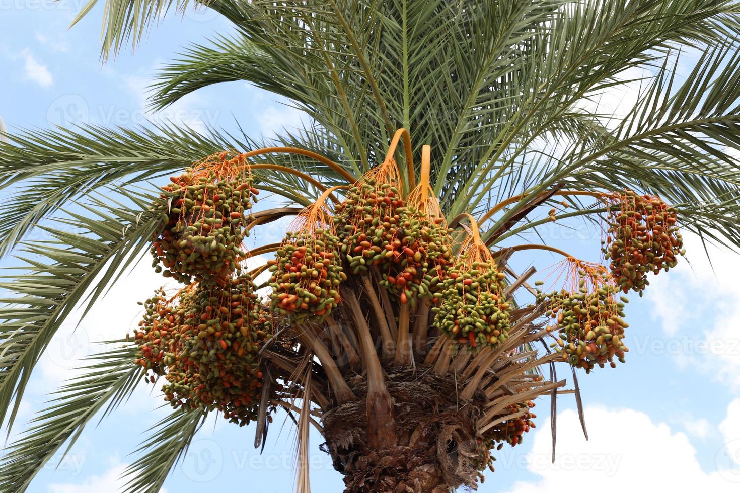 Rich harvest of dates on palm trees in the city park. photo