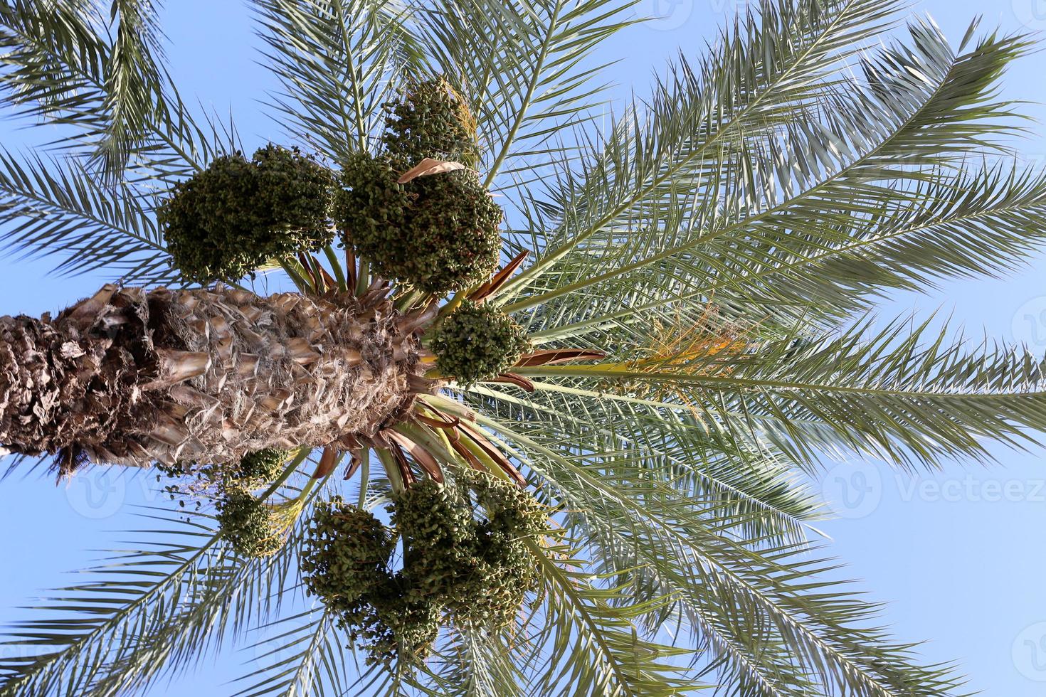 Rich harvest of dates on palm trees in the city park. photo