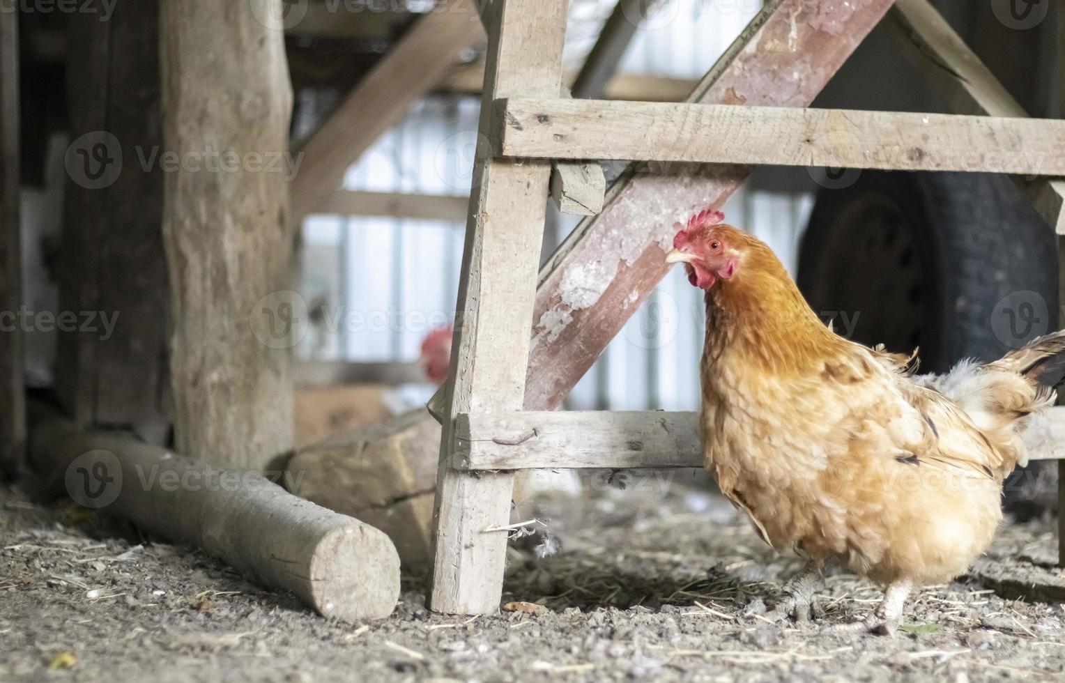 un pequeño pollo rojo en el patio está buscando comida para comer. industria agrícola cría de pollos. primer plano de un pollo rojo en la naturaleza. aves domésticas en una granja de campo libre. caminando en el patio. foto