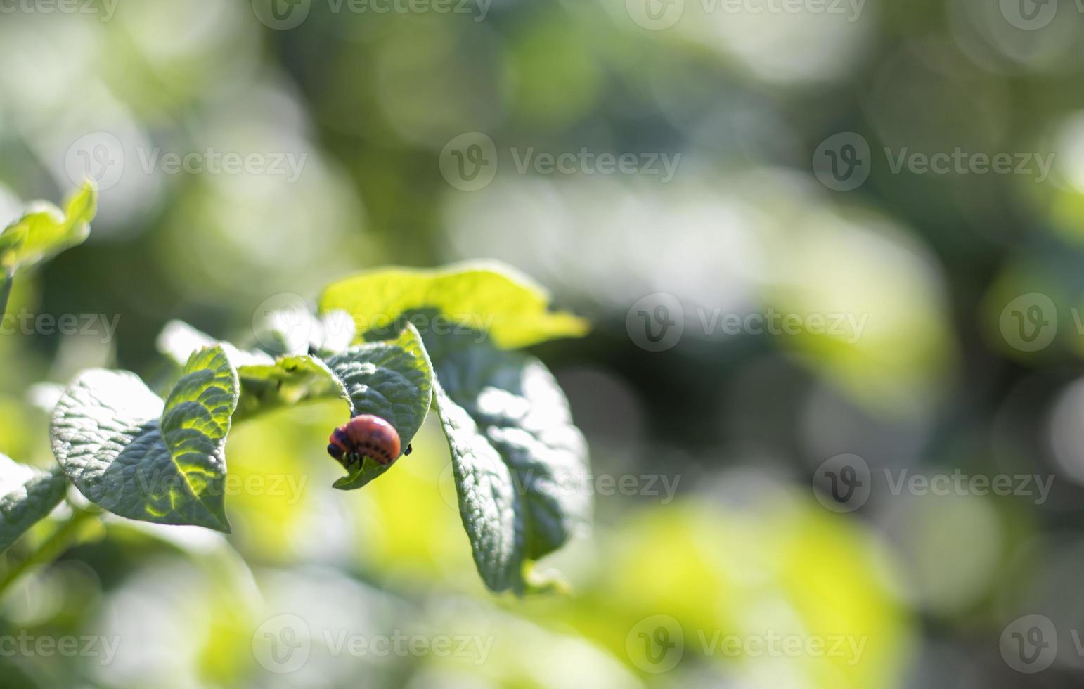 The Colorado beetle larva on potato leaves destroys potato plants and causes great damage to farms. Selective focus. Leptinotarsa decemlineata on a leaf. Dangerous pest for agriculture. photo