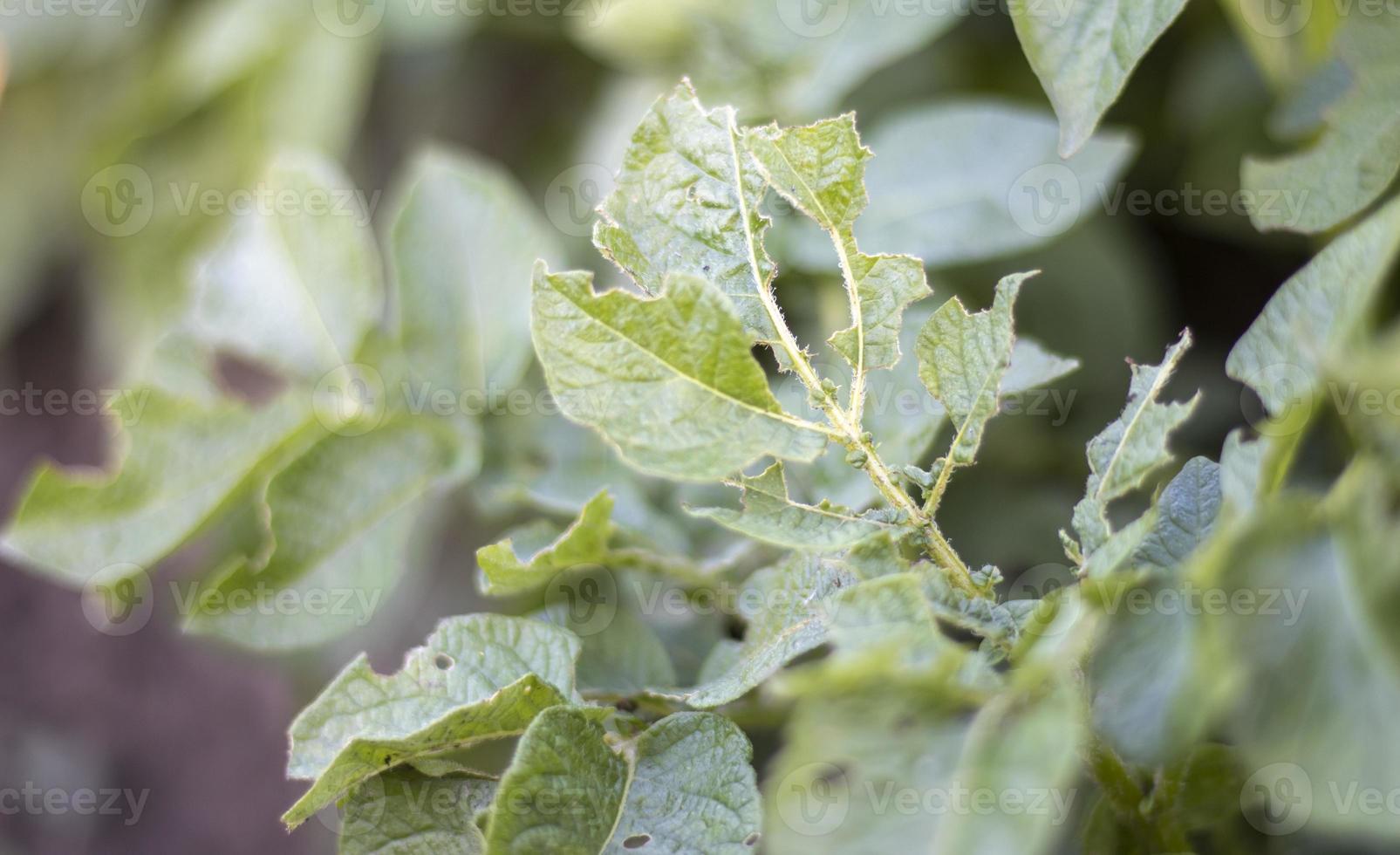 Close-up of potato leaves damaged by Colorado striped beetle larvae. Leptinotarsa Decemlineata. Serious potato pest in garden sunlight. The larvae of the Colorado potato parasite eat the leaves. photo