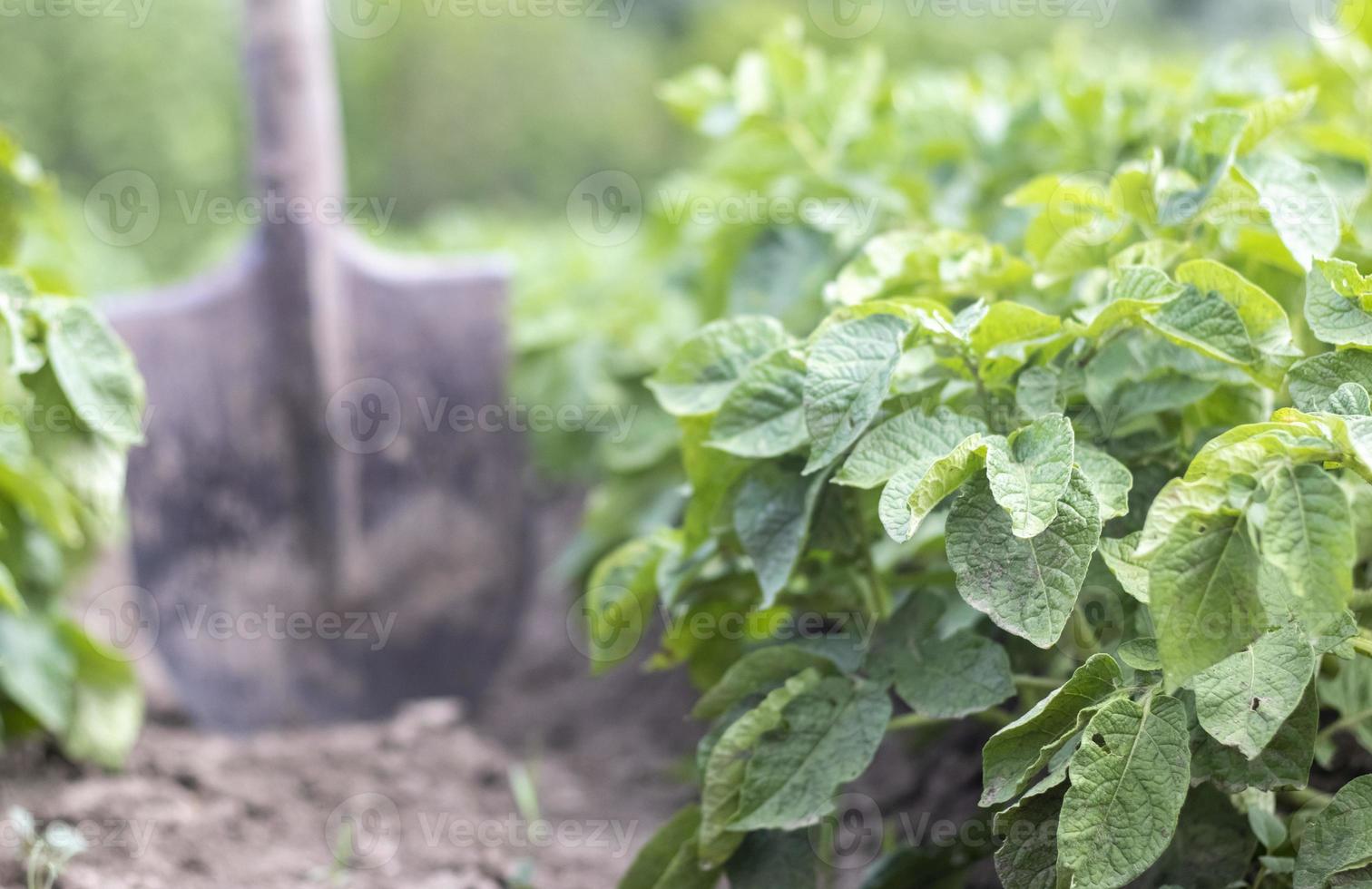 Shovel on the background of potato bushes. Digging up a young potato tuber from the ground on a farm. Digging potatoes with a shovel on a field of soil. Harvesting potatoes in autumn. photo