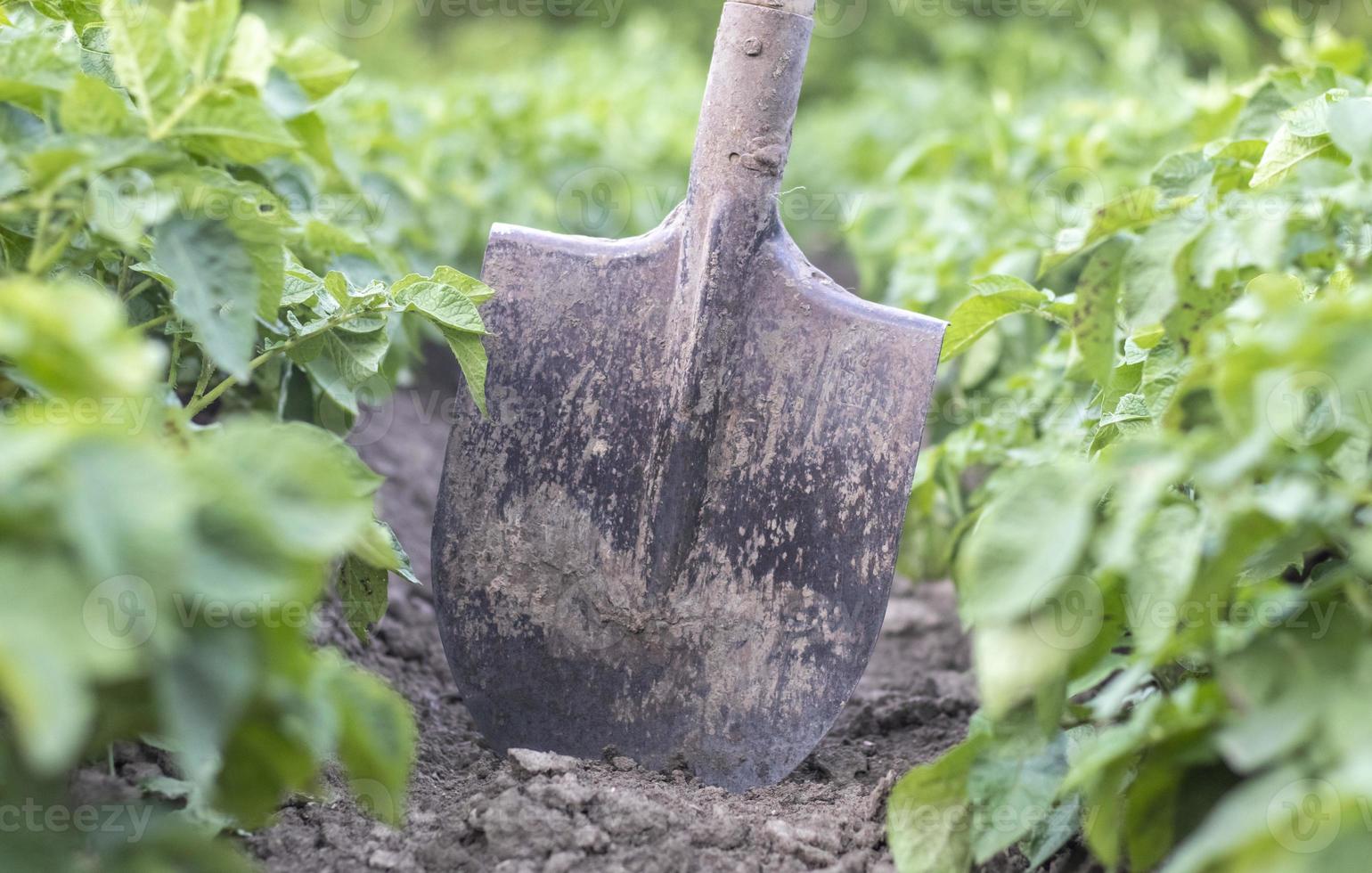 Shovel on the background of potato bushes. Digging up a young potato tuber from the ground on a farm. Digging potatoes with a shovel on a field of soil. Harvesting potatoes in autumn. photo