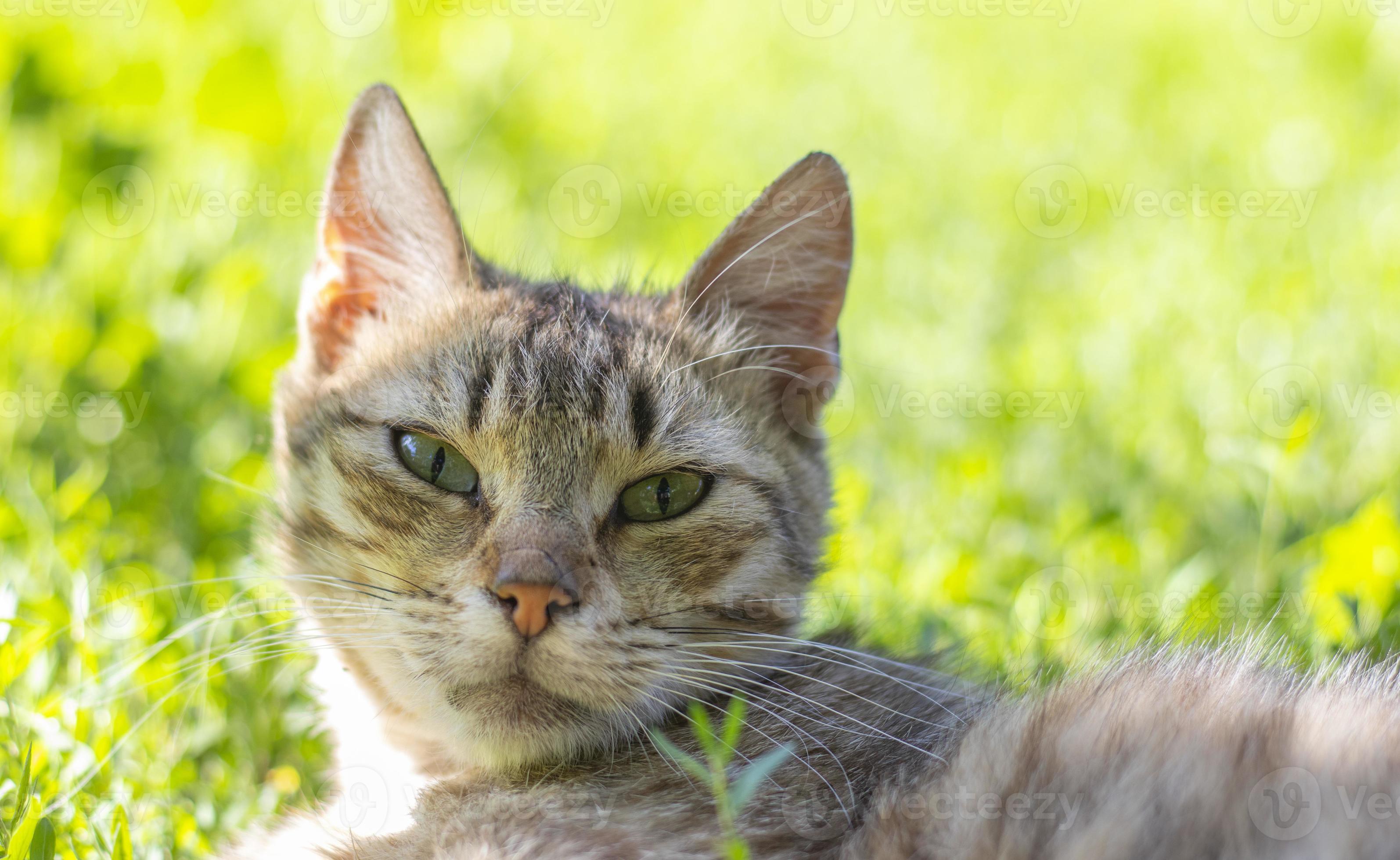 Close-up of a cat with green eyes lies in the grass. Curious cat looks  around on the street, close-up. Funny beautiful cat poses for the camera on  a summer sunny day. Animal