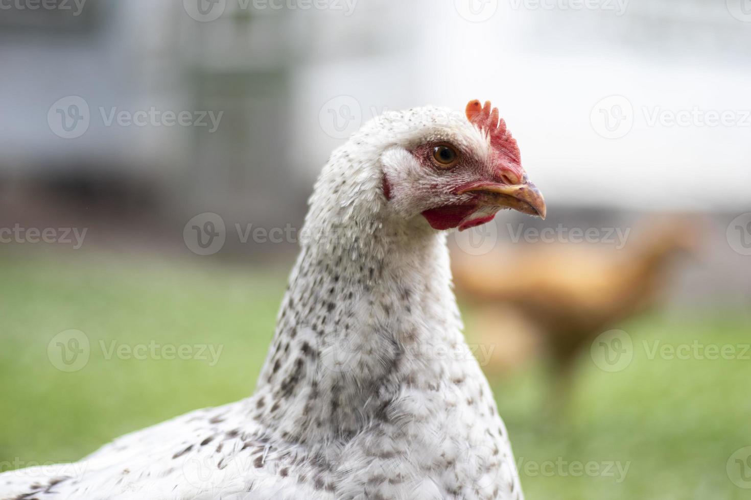 Chickens on the farm, poultry concept. White loose chicken outdoors. Funny bird on a bio farm. Domestic birds on a free range farm. Breeding chickens. Walk in the yard. Agricultural industry. photo