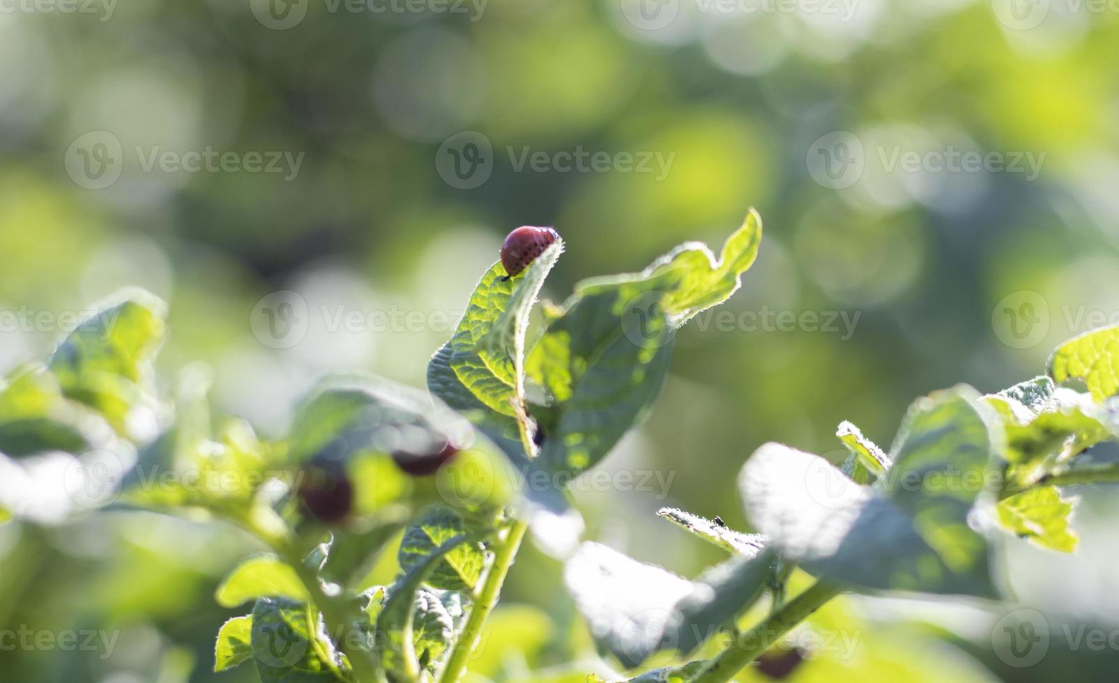 primer plano de una larva de escarabajo rayado de colorado en hojas de patata dañadas. leptinotarsa decemlineata. plaga grave de patata a la luz del sol del jardín. las larvas del parásito de la patata de colorado comen las hojas. foto