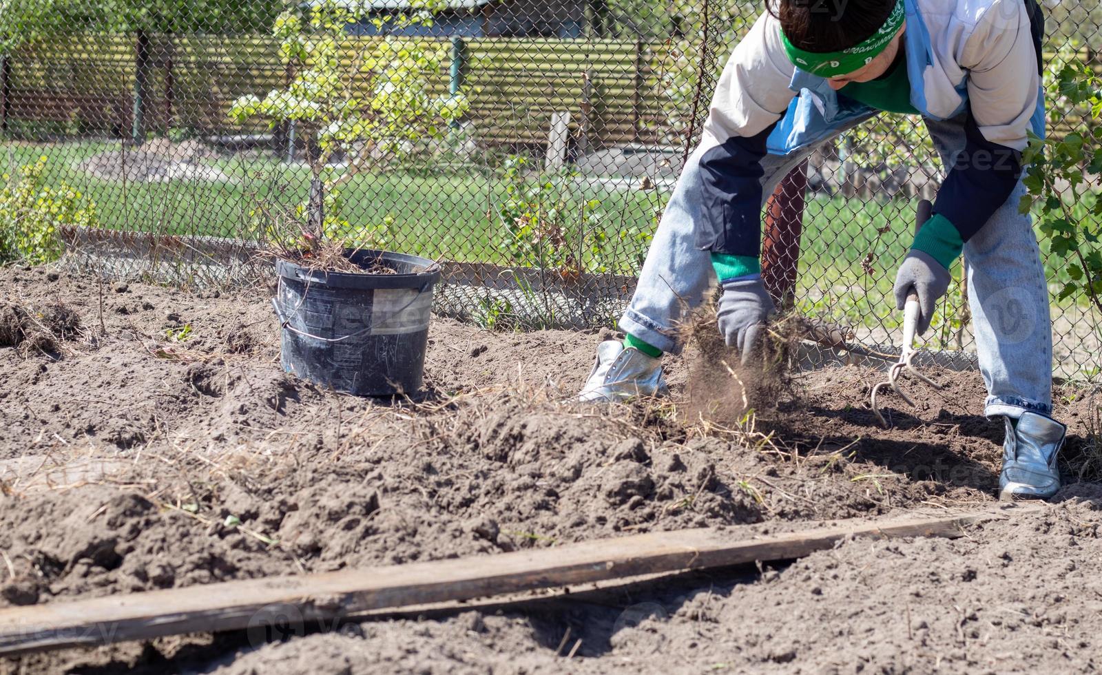 mujer caucásica agricultora o jardinera limpia las malas hierbas en el jardín. preparación de principios de primavera para la temporada de jardín. trabajo estacional. trasera de la mano femenina cavando malas hierbas en el jardín en un día de verano. foto