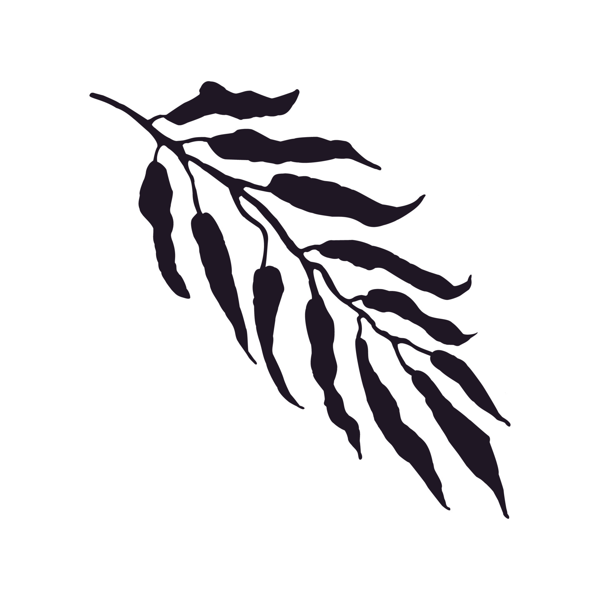 vector-illustration-of-palm-leaf-isolated-on-white-background-10621054