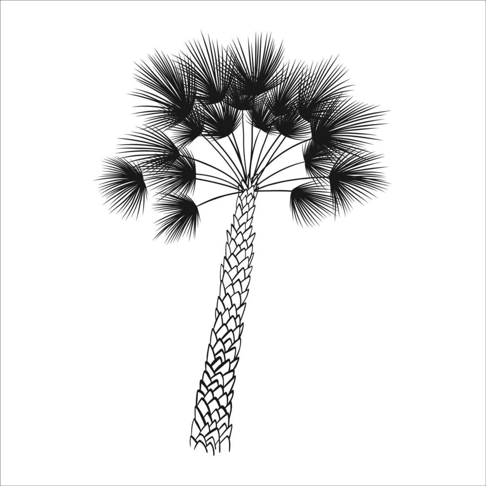 ilustración tropical vectorial, silueta de palmera. objeto aislado sobre fondo blanco. vector