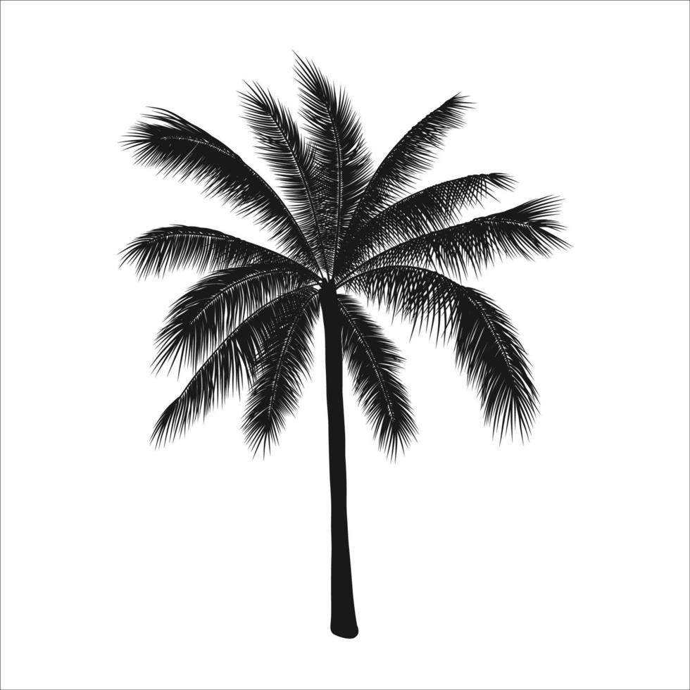 Vector tropical illustration, palm tree silhouette. Object isolated on white background.