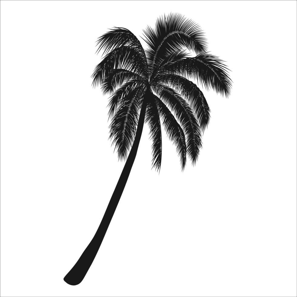 ilustración tropical vectorial, silueta de palmera. objeto aislado sobre fondo blanco. vector