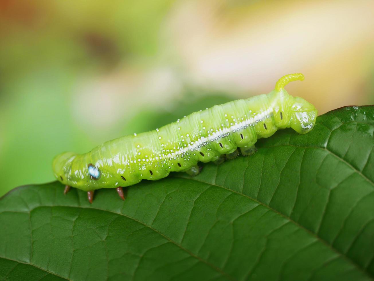 Big green caterpillars. On the leaves, the pests eat and damage. photo