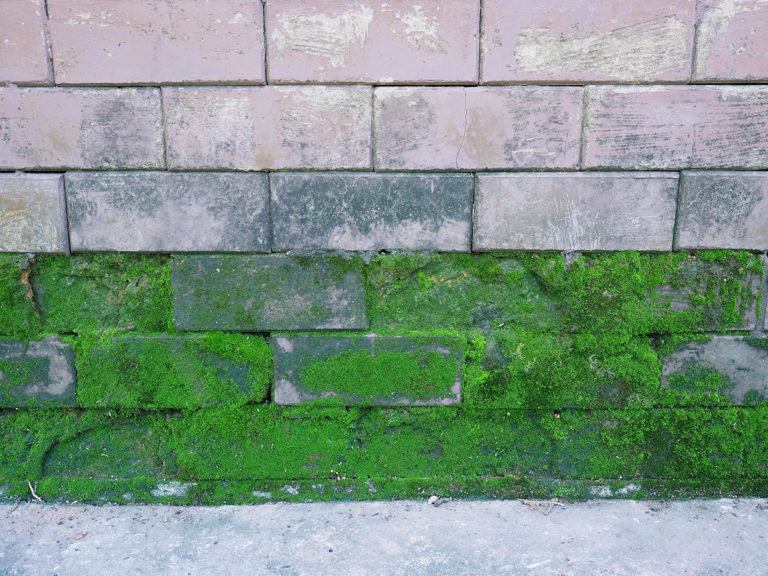Background wall with green moss 10625820 Stock Photo at Vecteezy