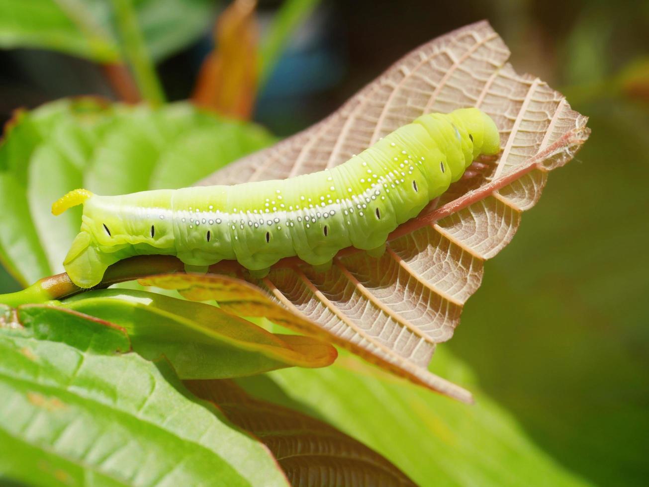 Big green caterpillars. On the leaves, the pests eat and damage. photo