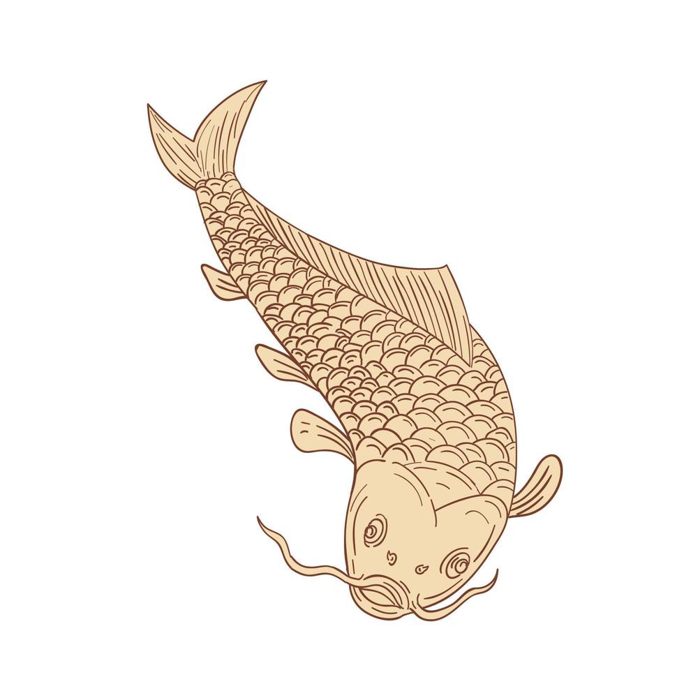 Koi Nishikigoi Carp Diving Down Drawing vector