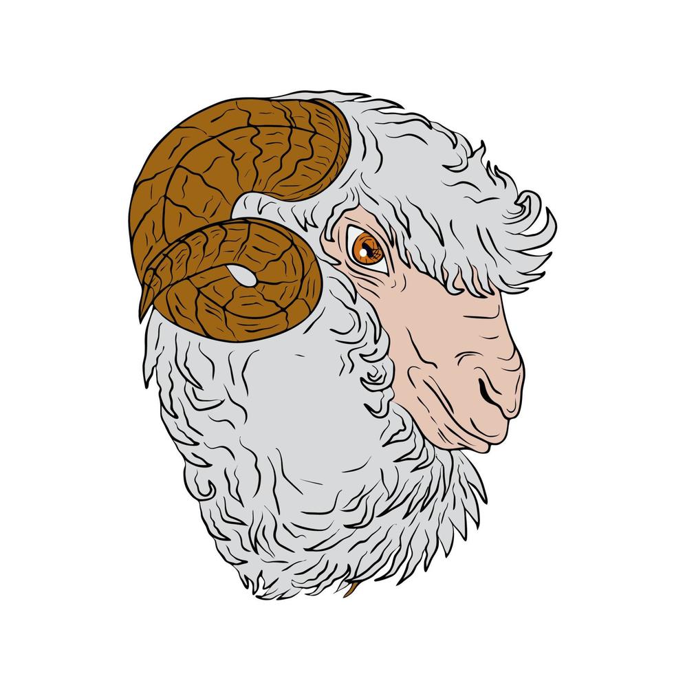 dibujo de cabeza de oveja carnero merino vector